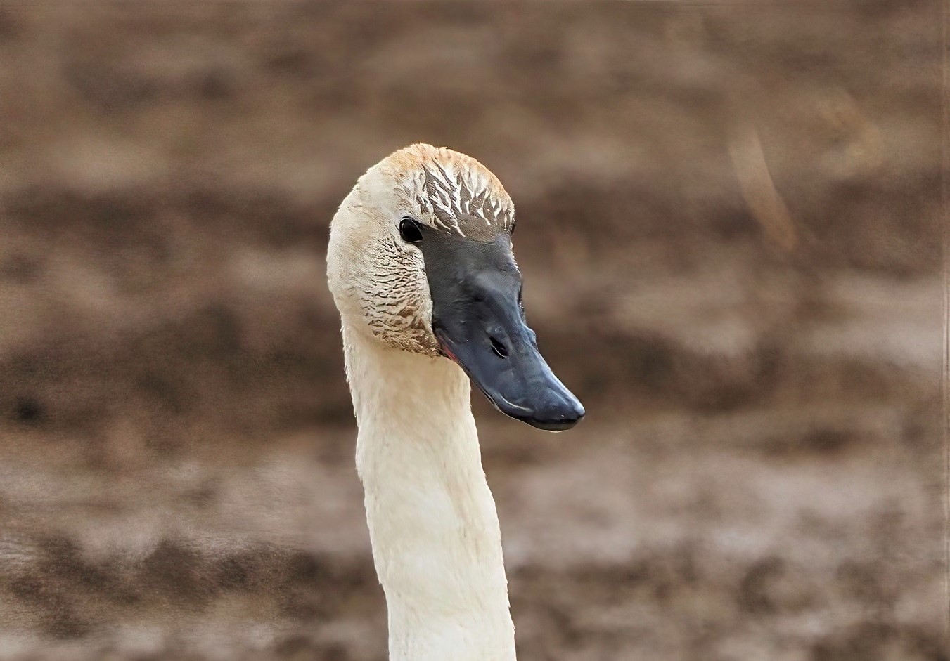 Trumpeter Swan