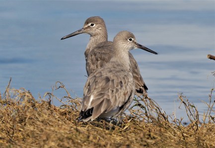 Two Willets