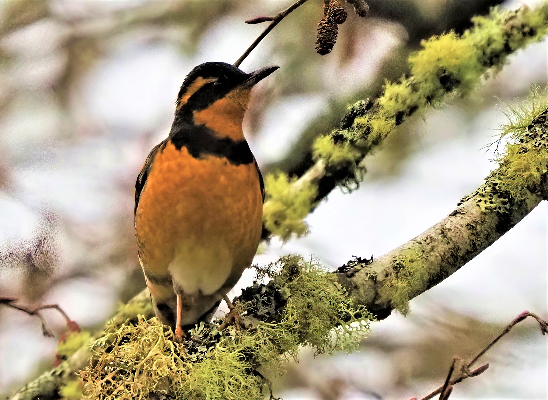 Varied Thrush1