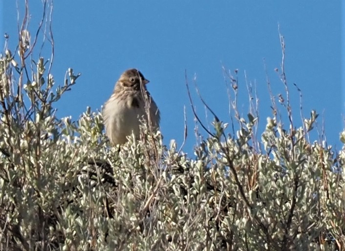 Vesper Sparrow Quilomene