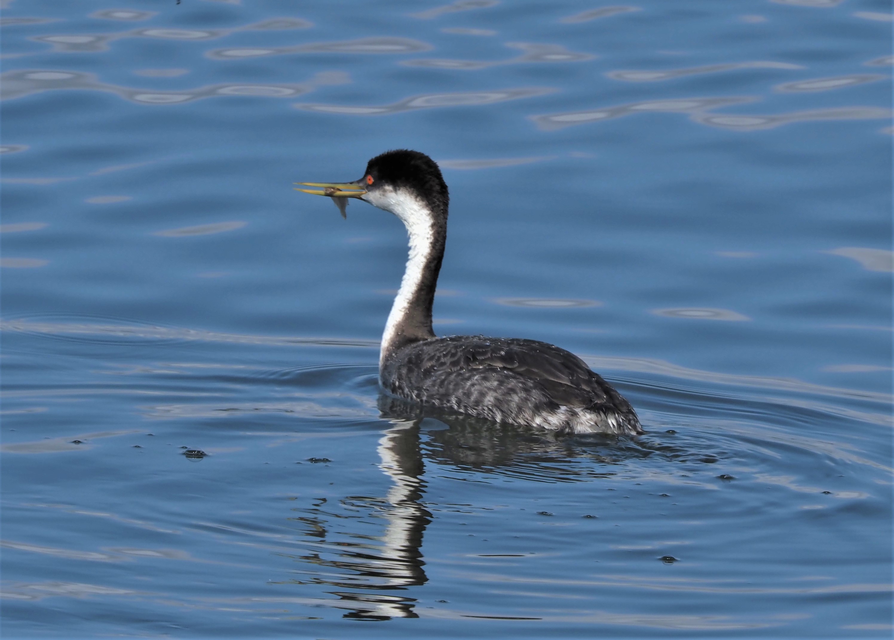Western Grebe with Fish1