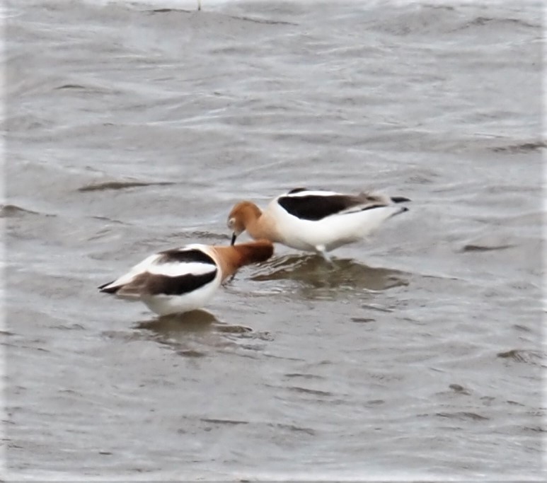 American Avocets