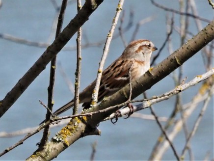 American Tree Sparrow2