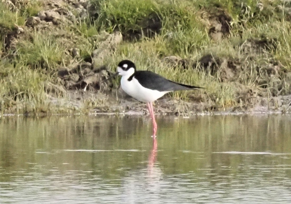 Black Necked Stilt