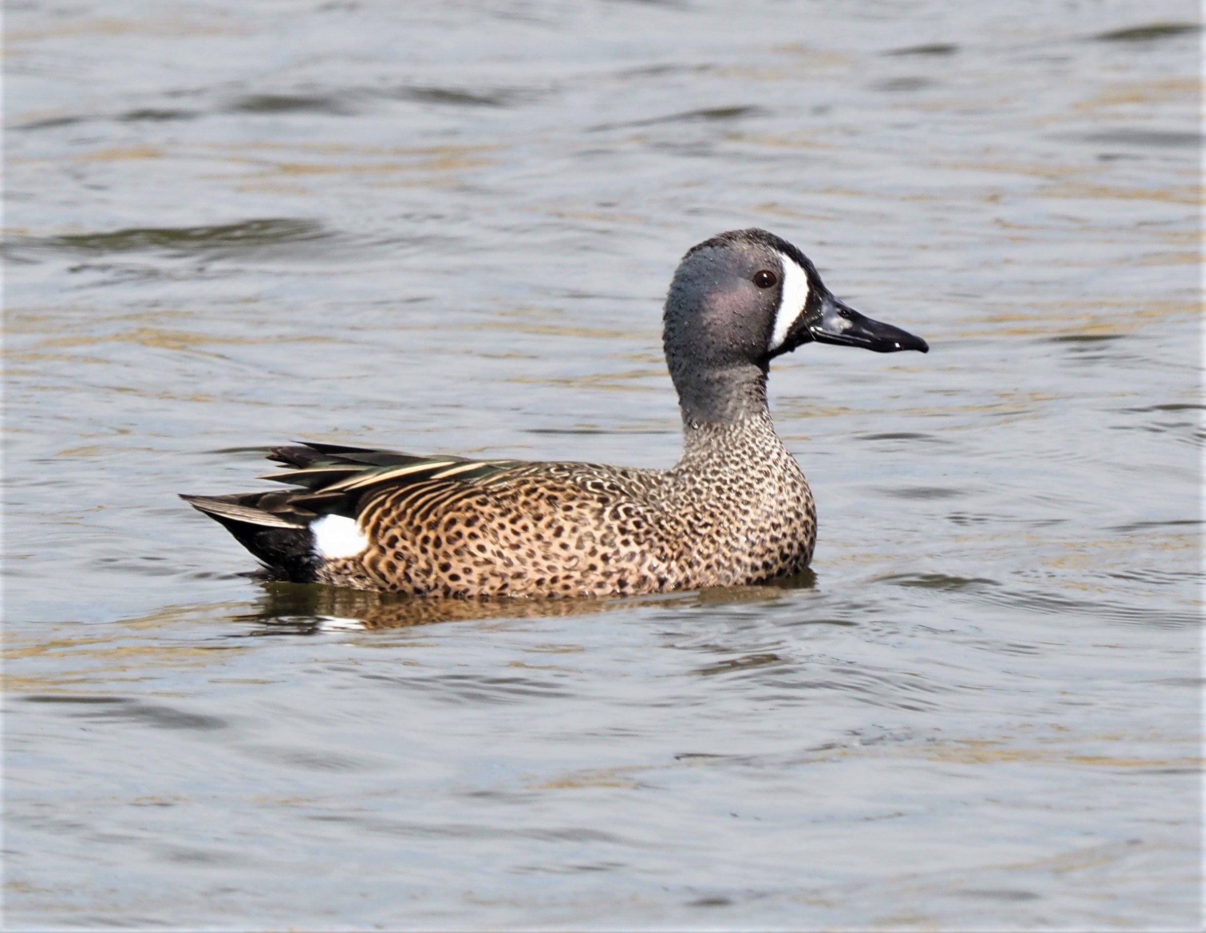 Blue Winged Teal