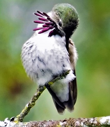 Calliope Hummingbird Grooming Vertical