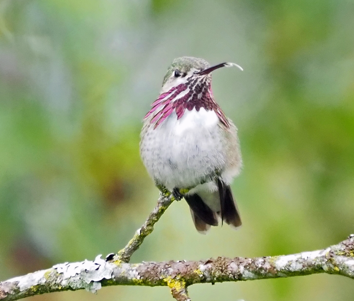 Calliope Hummingbird Tongue