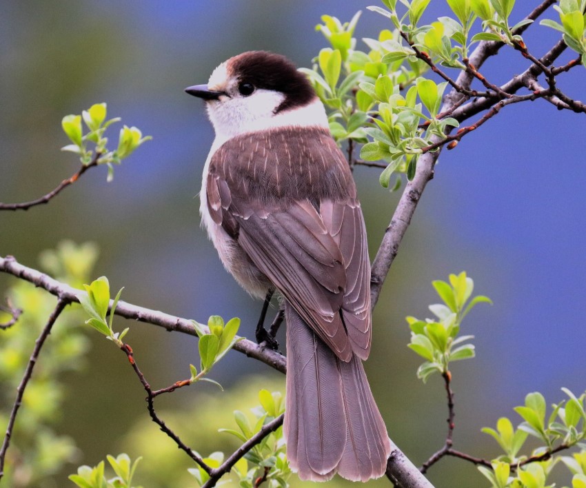 Canada Jay