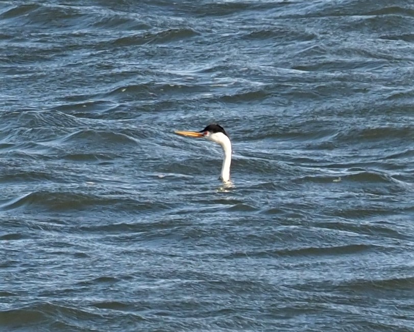 Clark's Grebe2