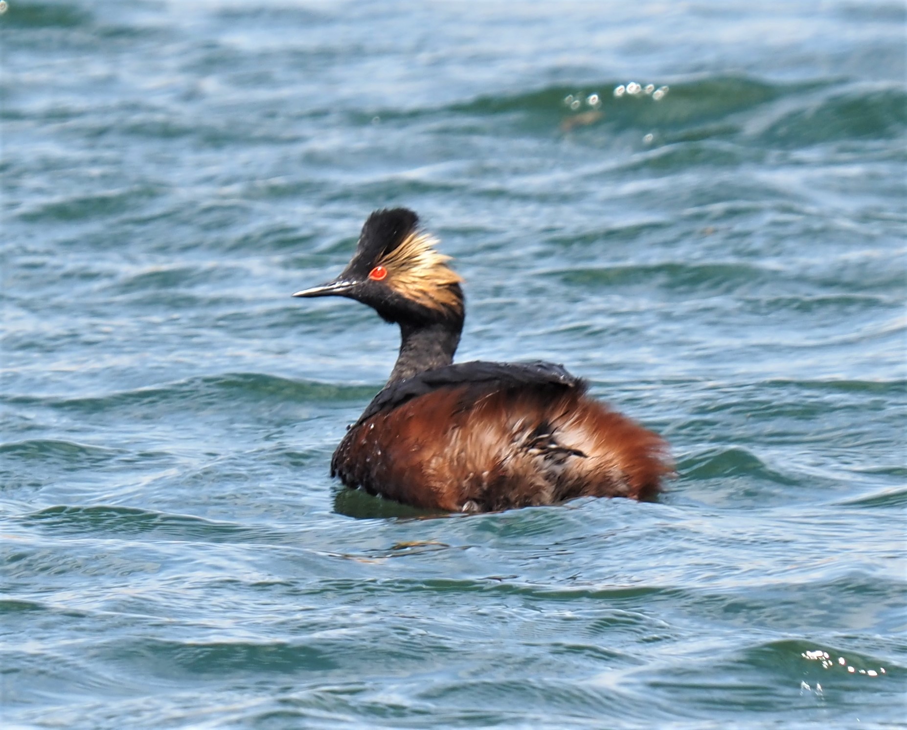 Eared Grebe