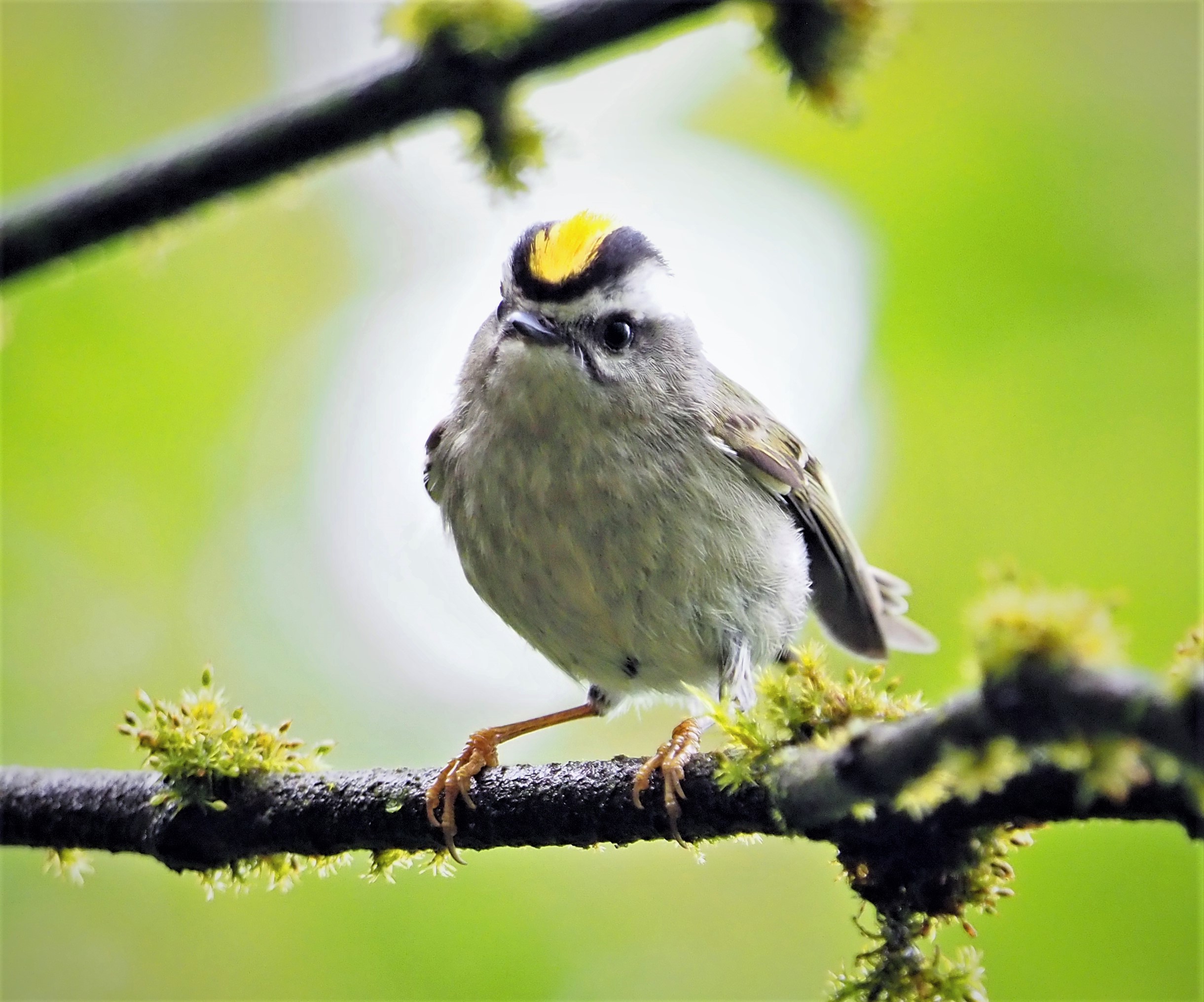 Golden Crowned Kinglet1