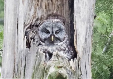 Great Gray Owl on Nest1