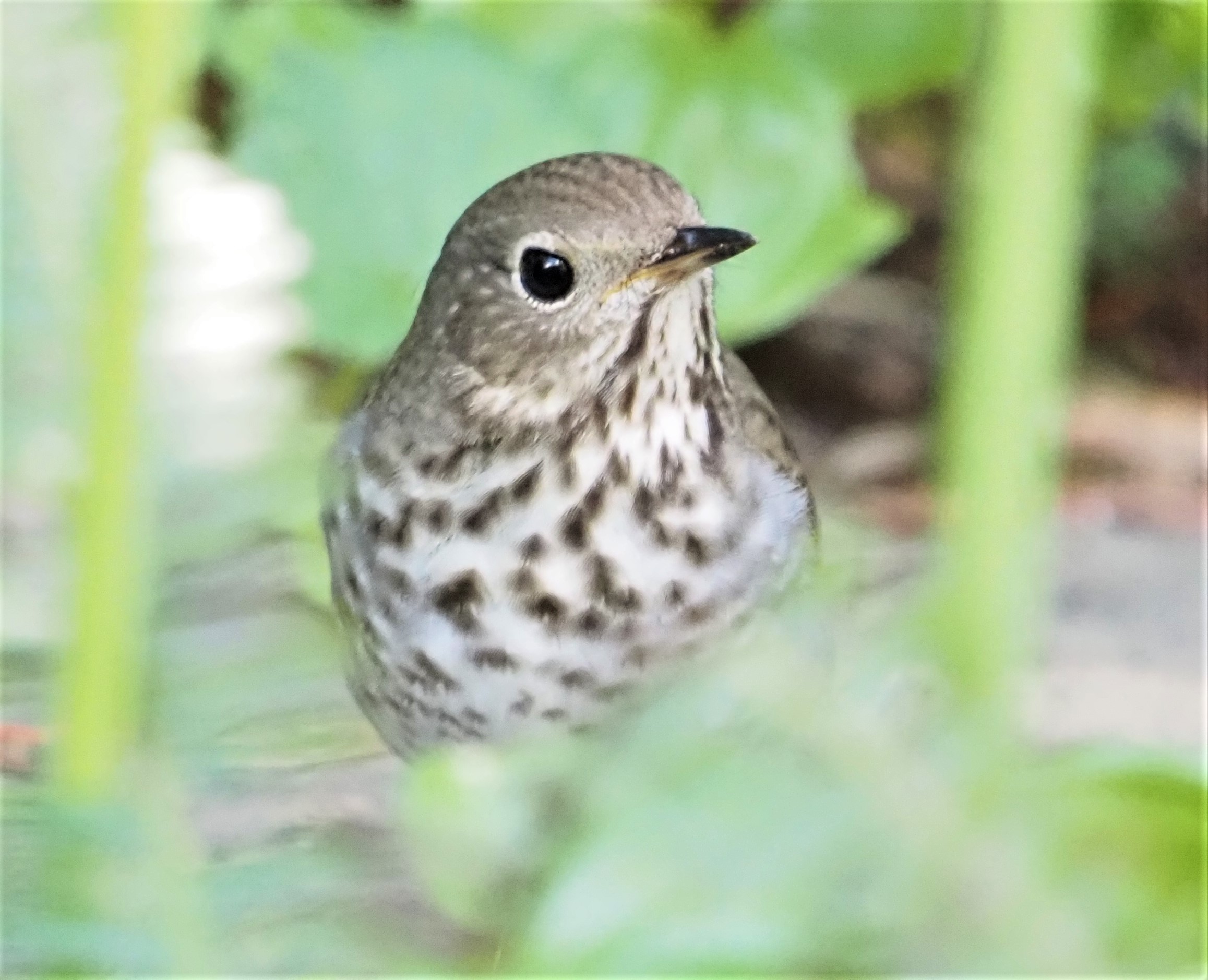 Hermit Thrush