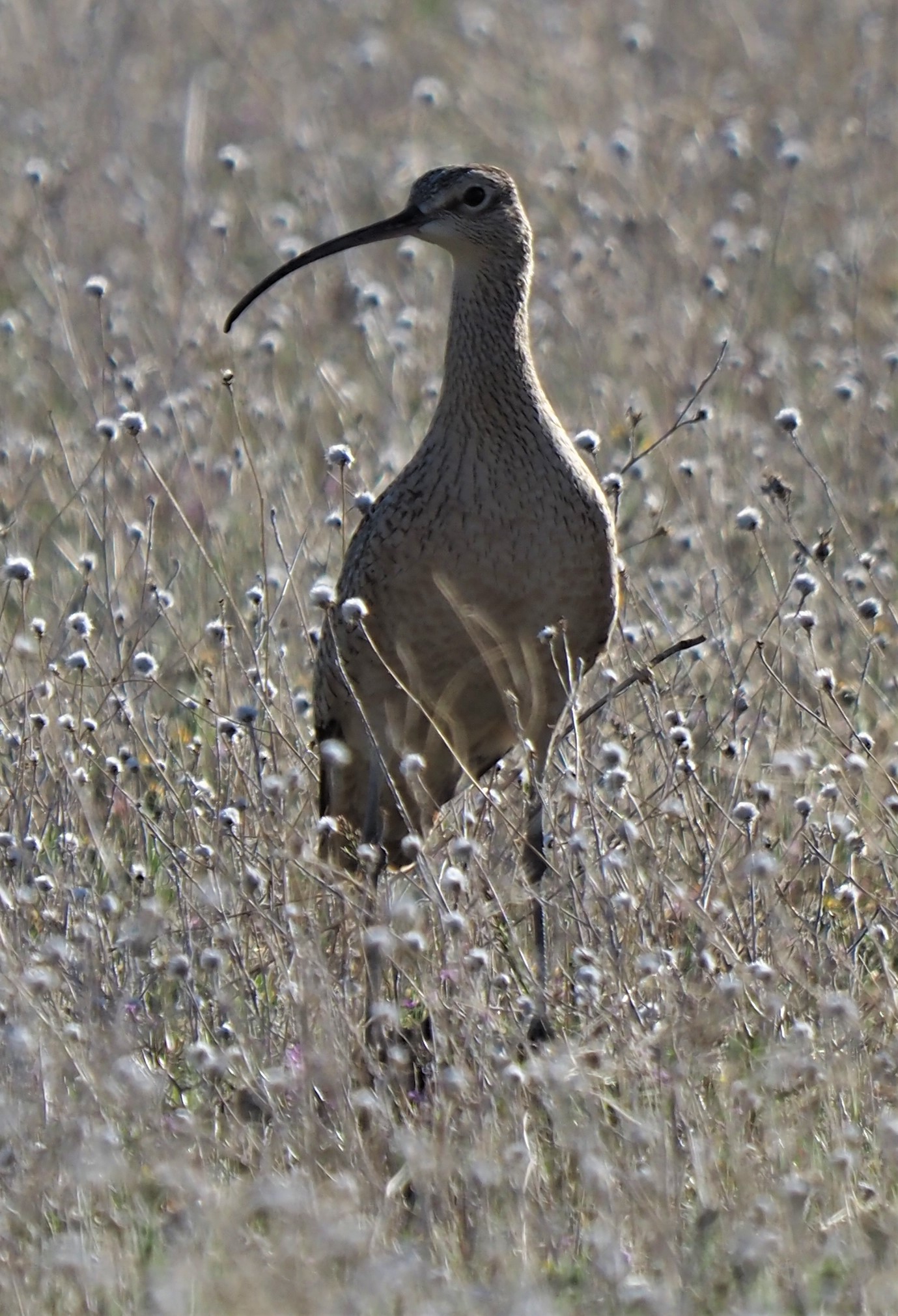 Long Billed Curlew2