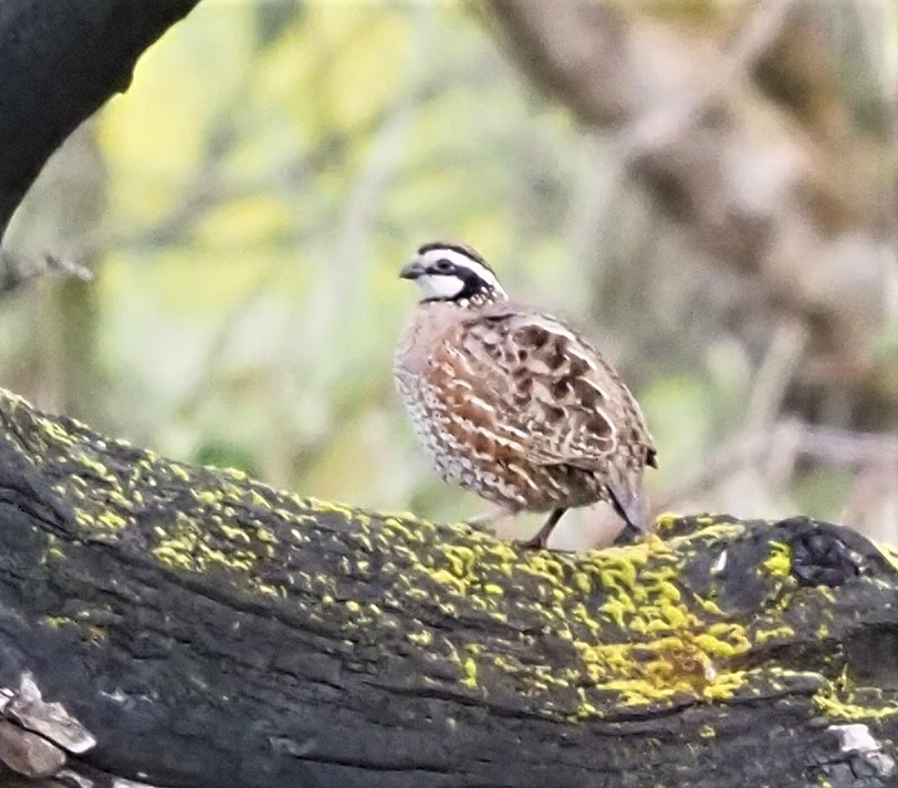 Northern Bobwhite 1