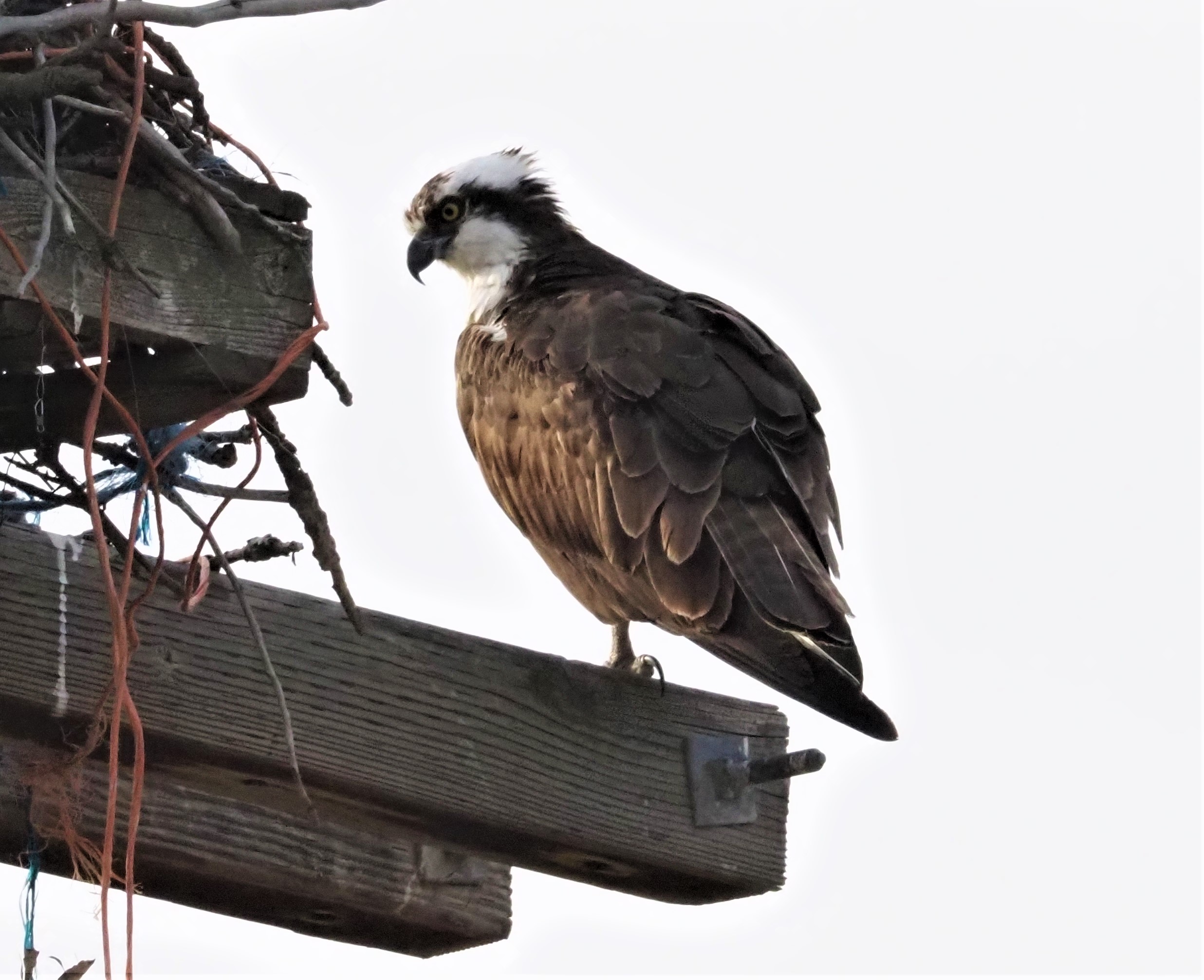 Osprey
