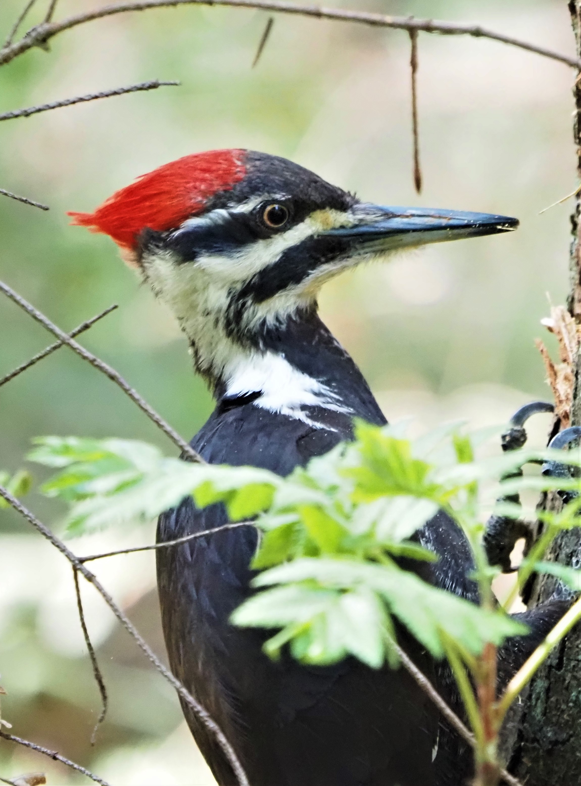 Pileated Woodpecker1