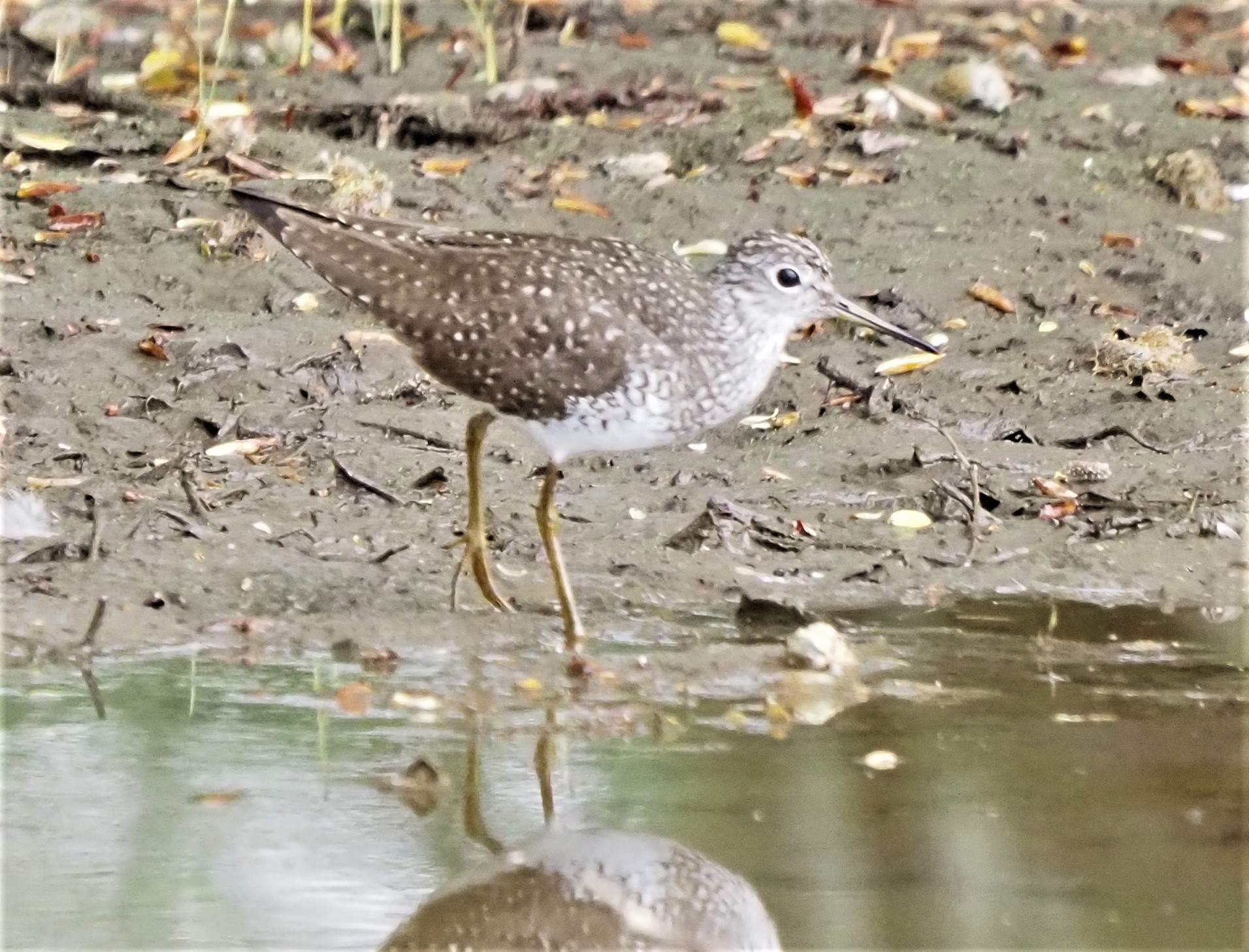 Solitary Sandpiper