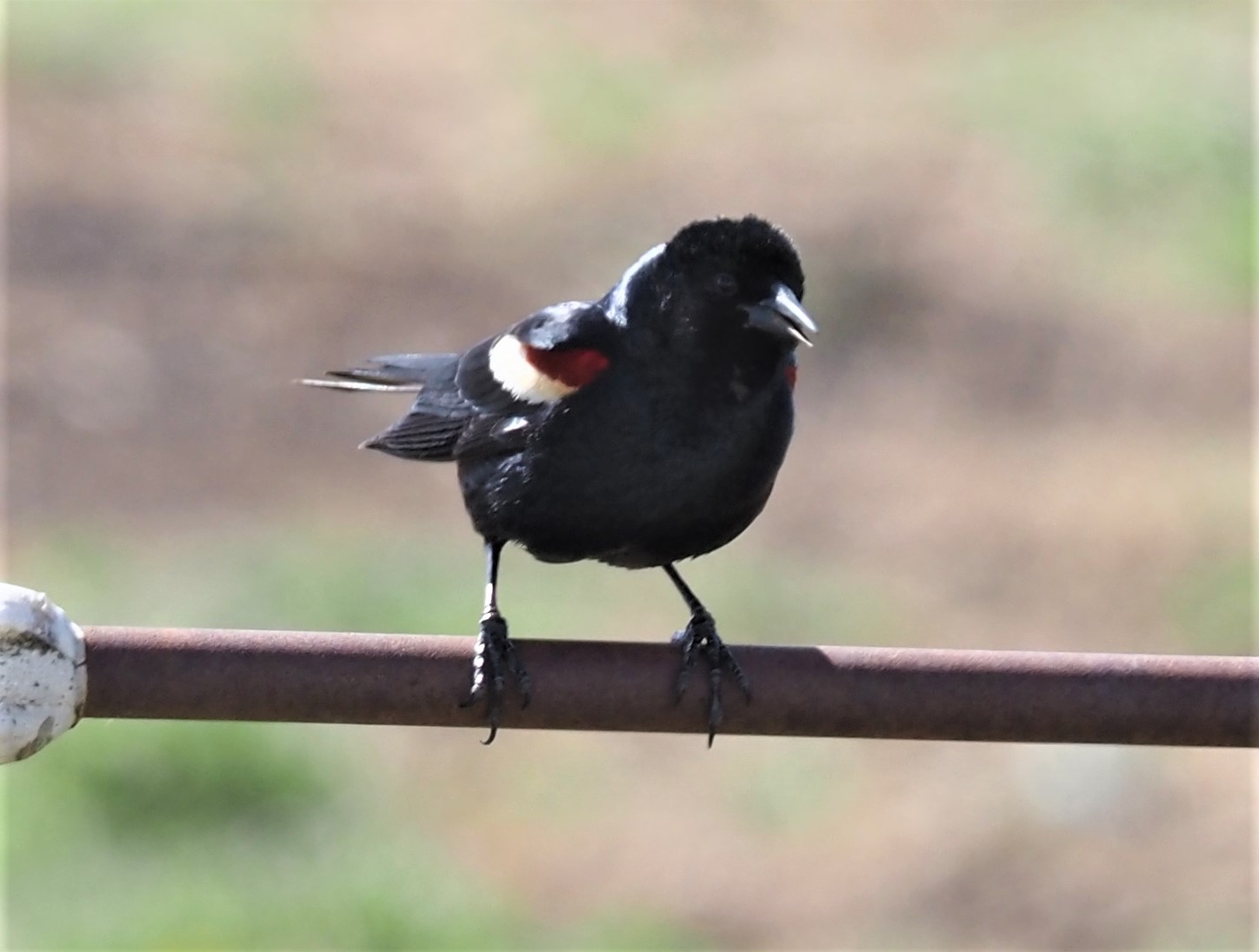 Tricolored Blackbird