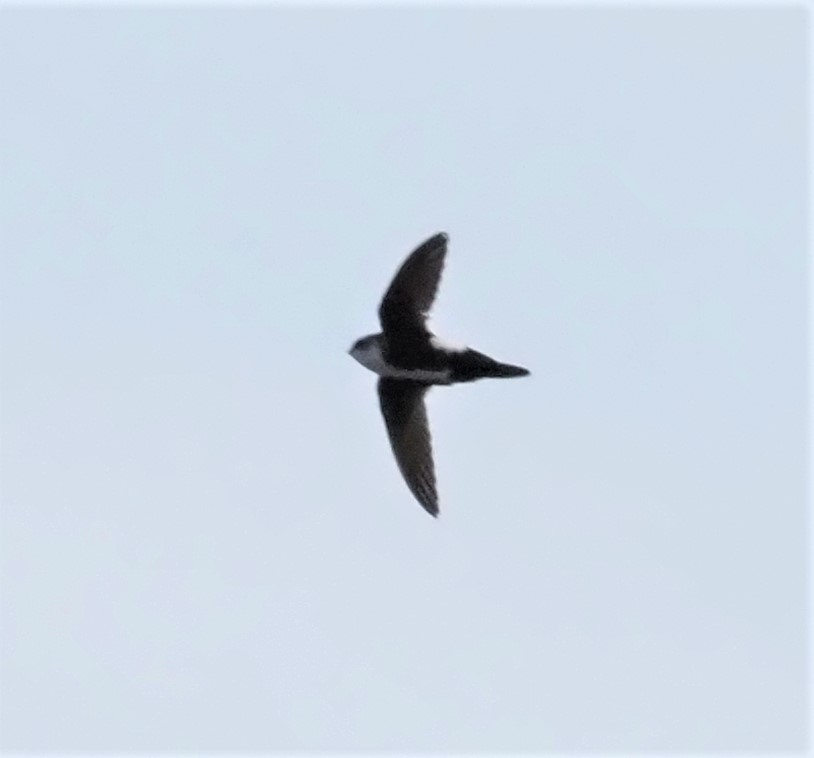 White Throated Swift1