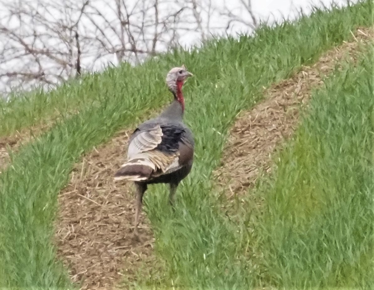 Wild Turkey