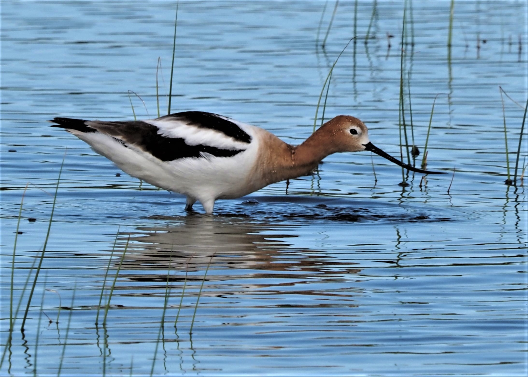 American Avocet2 (2)