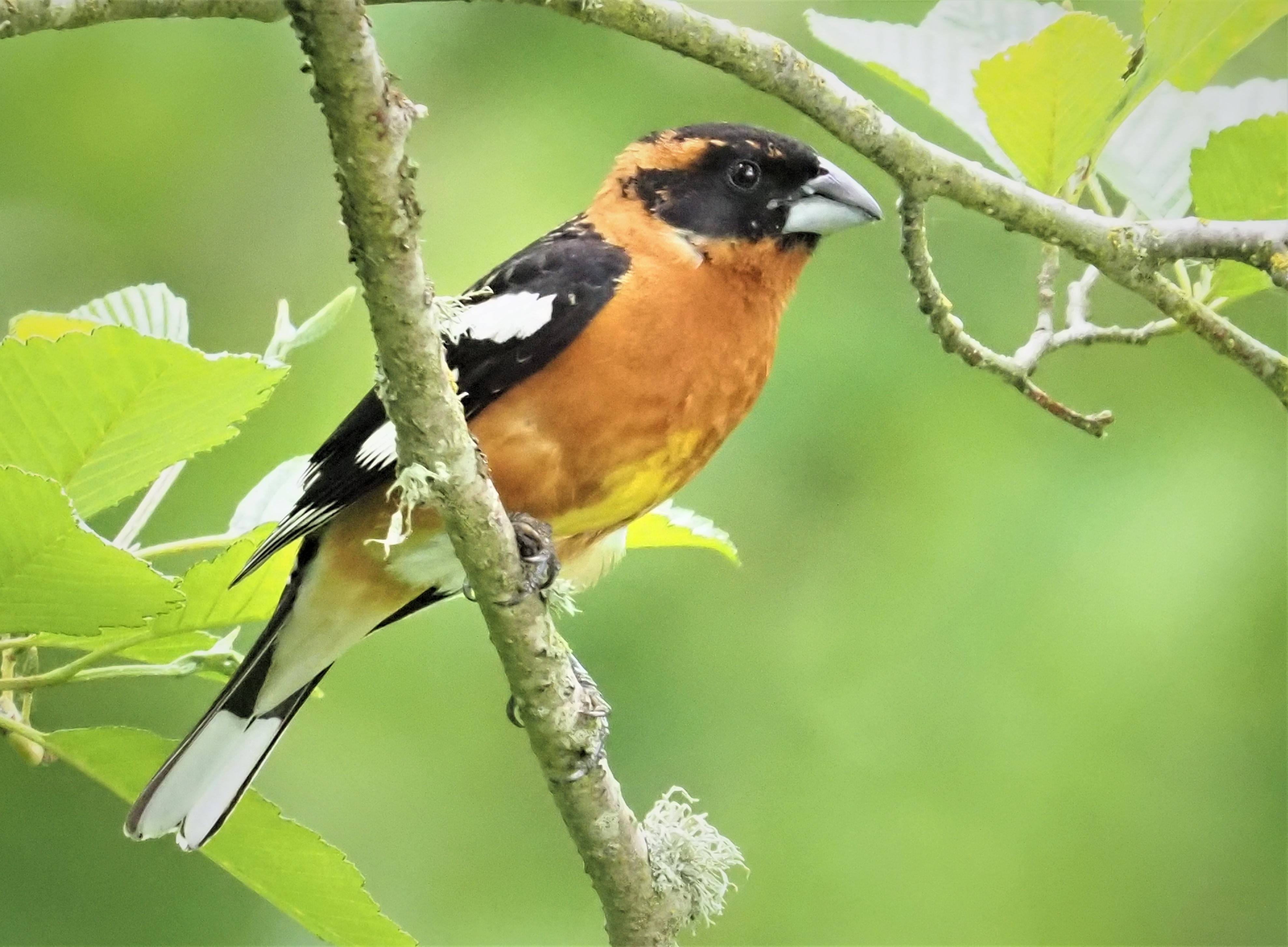 Black Headed Grosbeak4