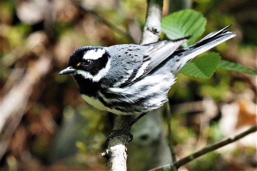Black Throated Gray Warbler