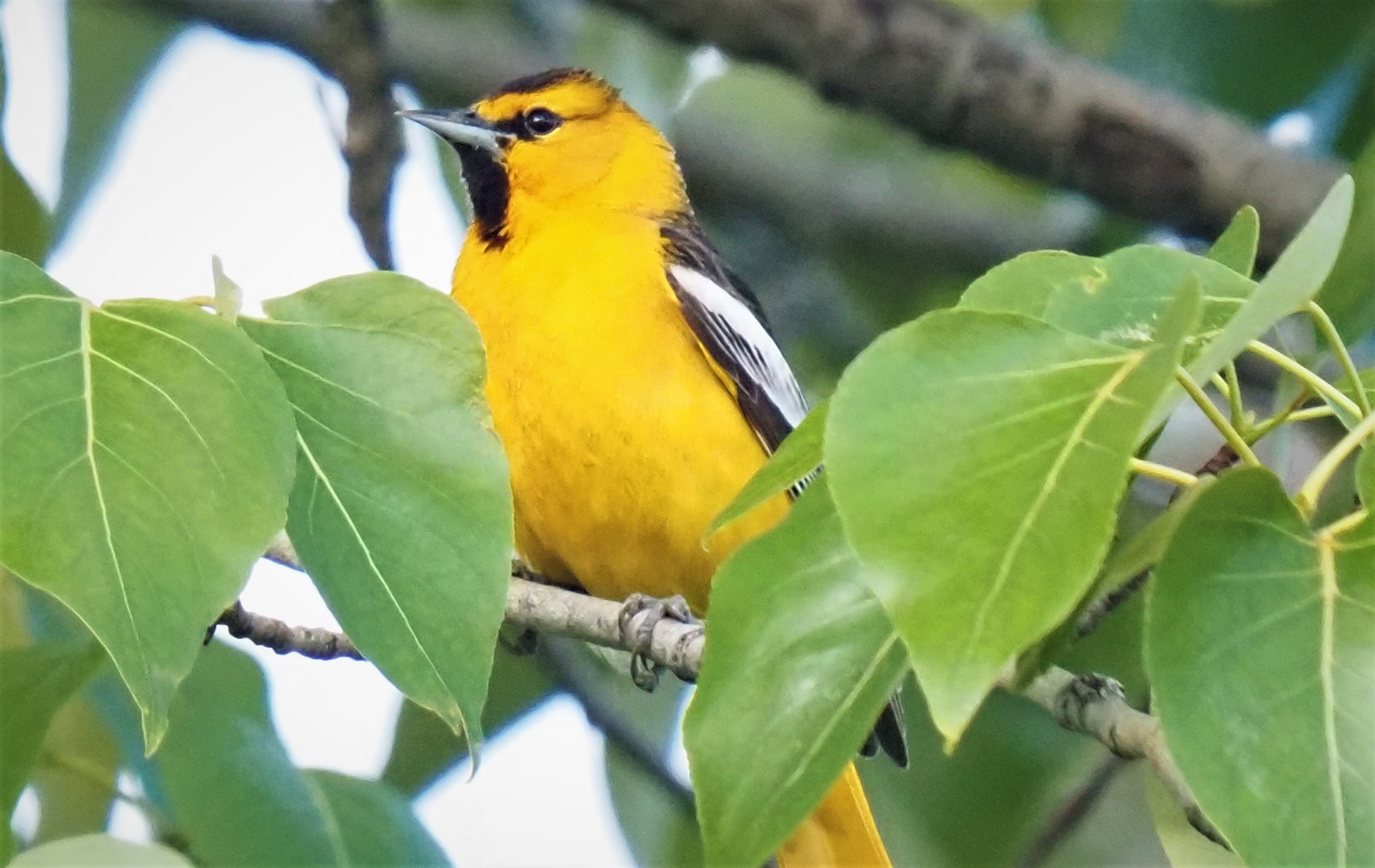 Bullock's Oriole1