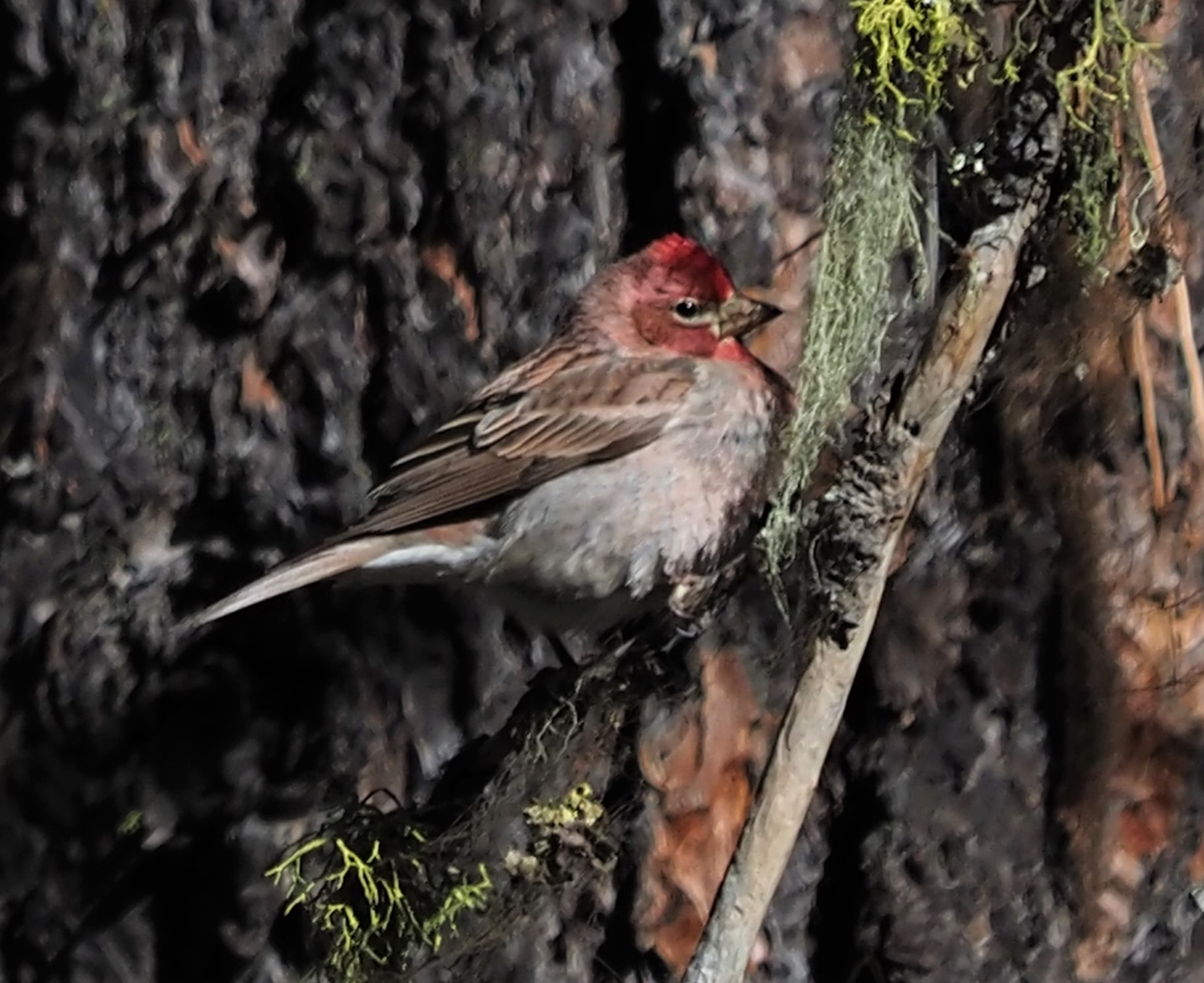 Cassin's Finch.1ajpg