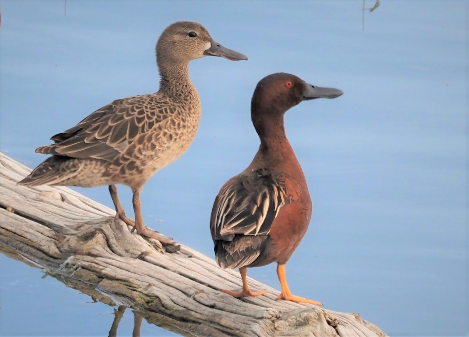 Cinnamon Teal Couple (2)