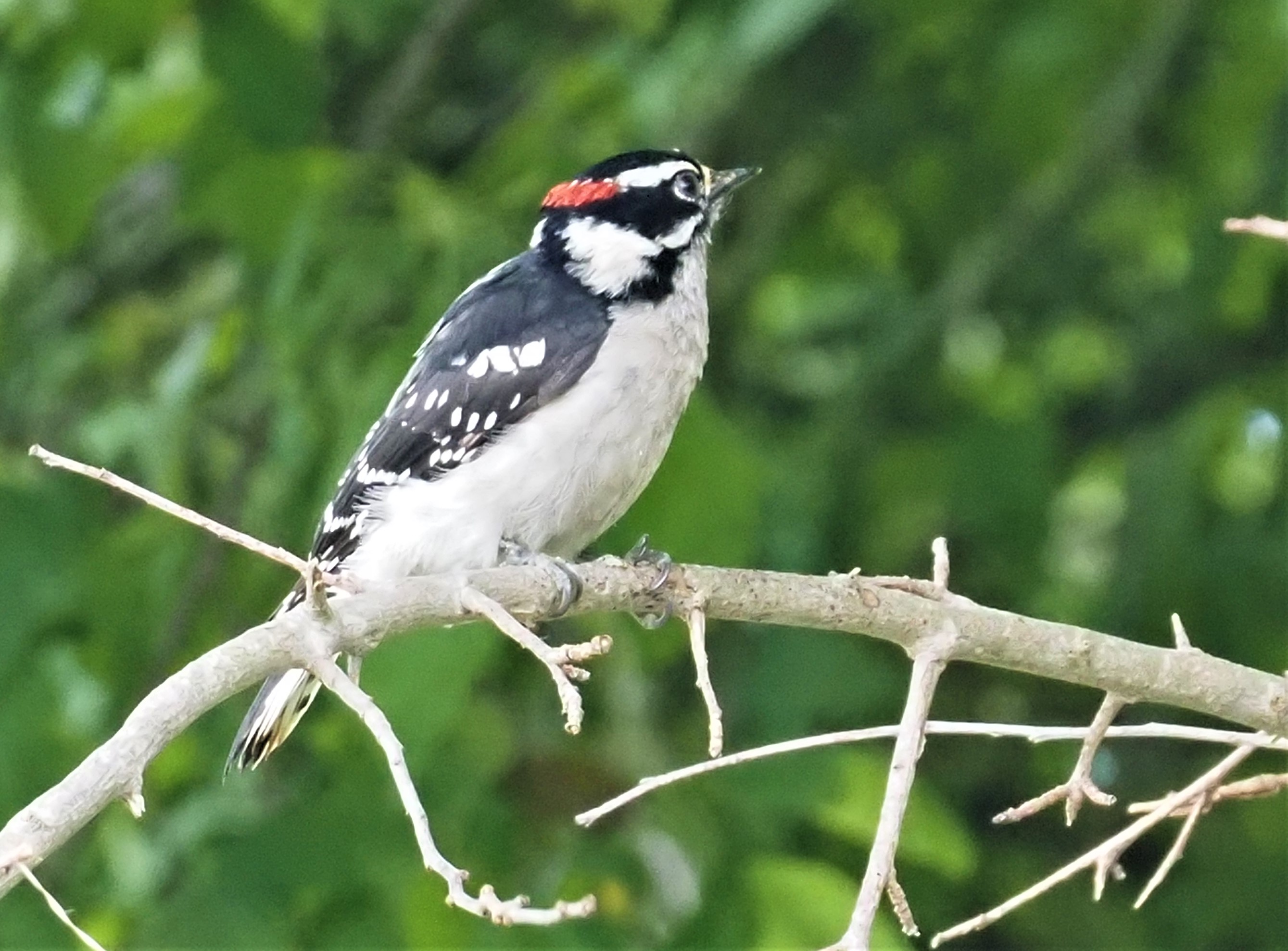Downy WP Male