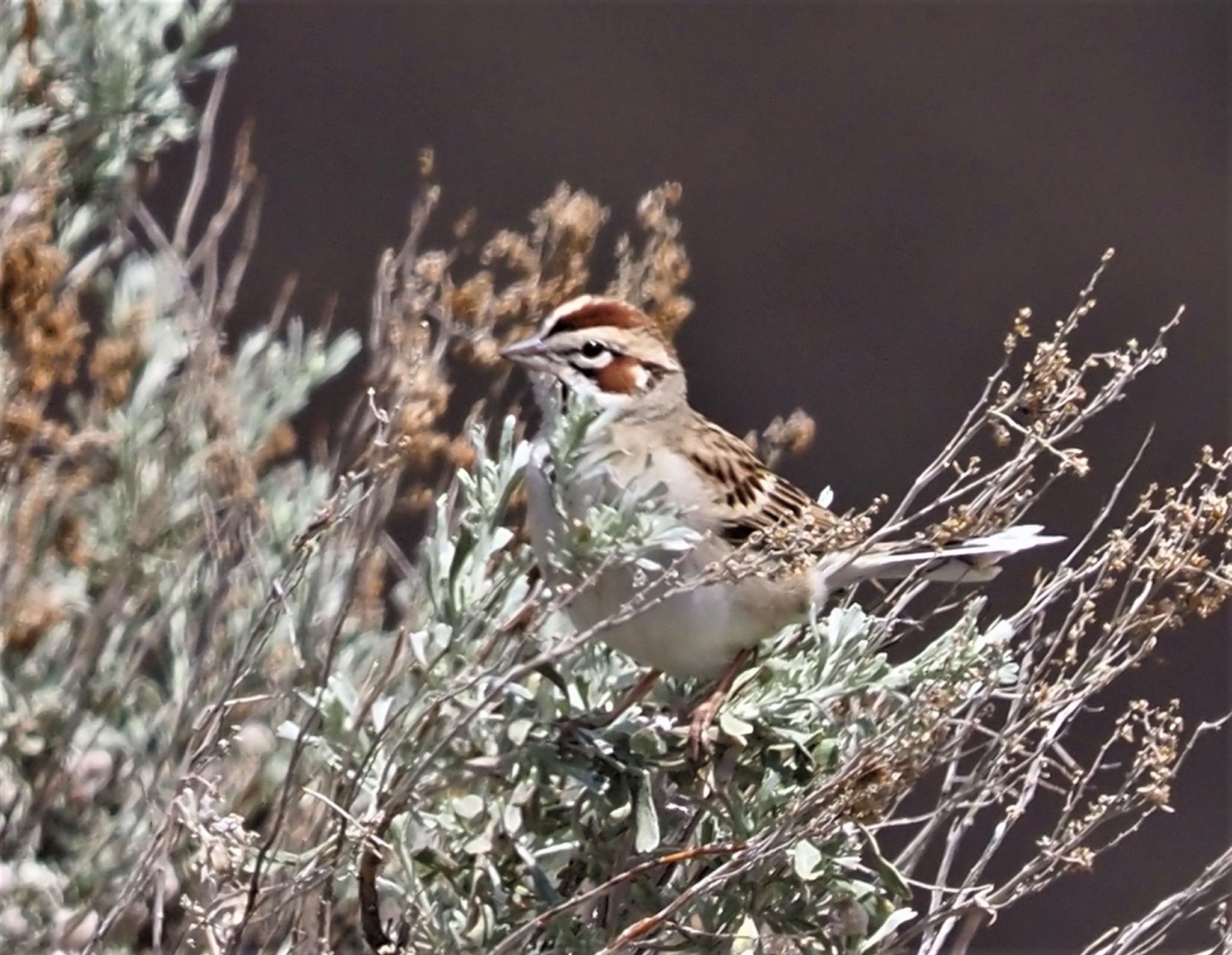 Lark Sparrow3