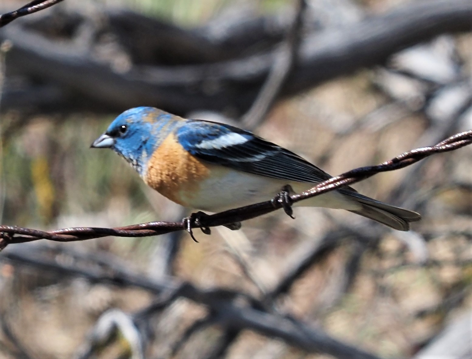 Lazuli Bunting4