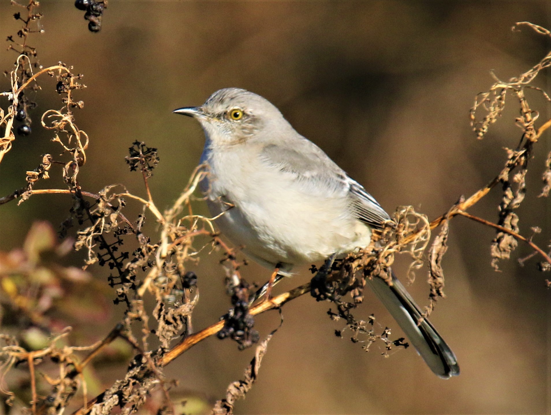 Northern Mockingbird1