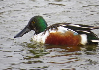 Northern Shoveler