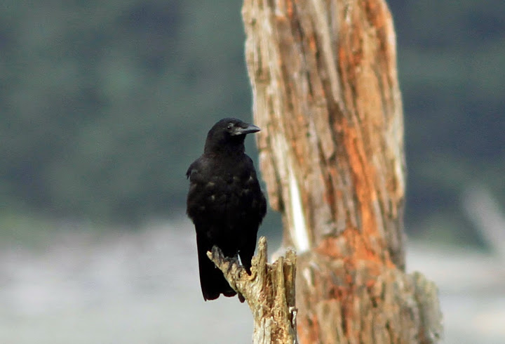 Northwestern Crow