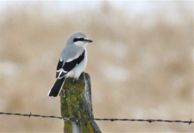 orthern Shrike Okanogan