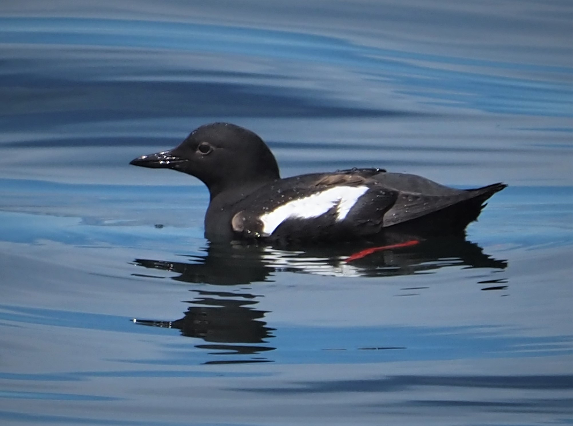 Pigeon Guillemot