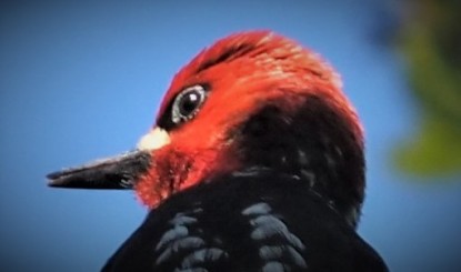 Red Breasted Sapsucker1 (3)
