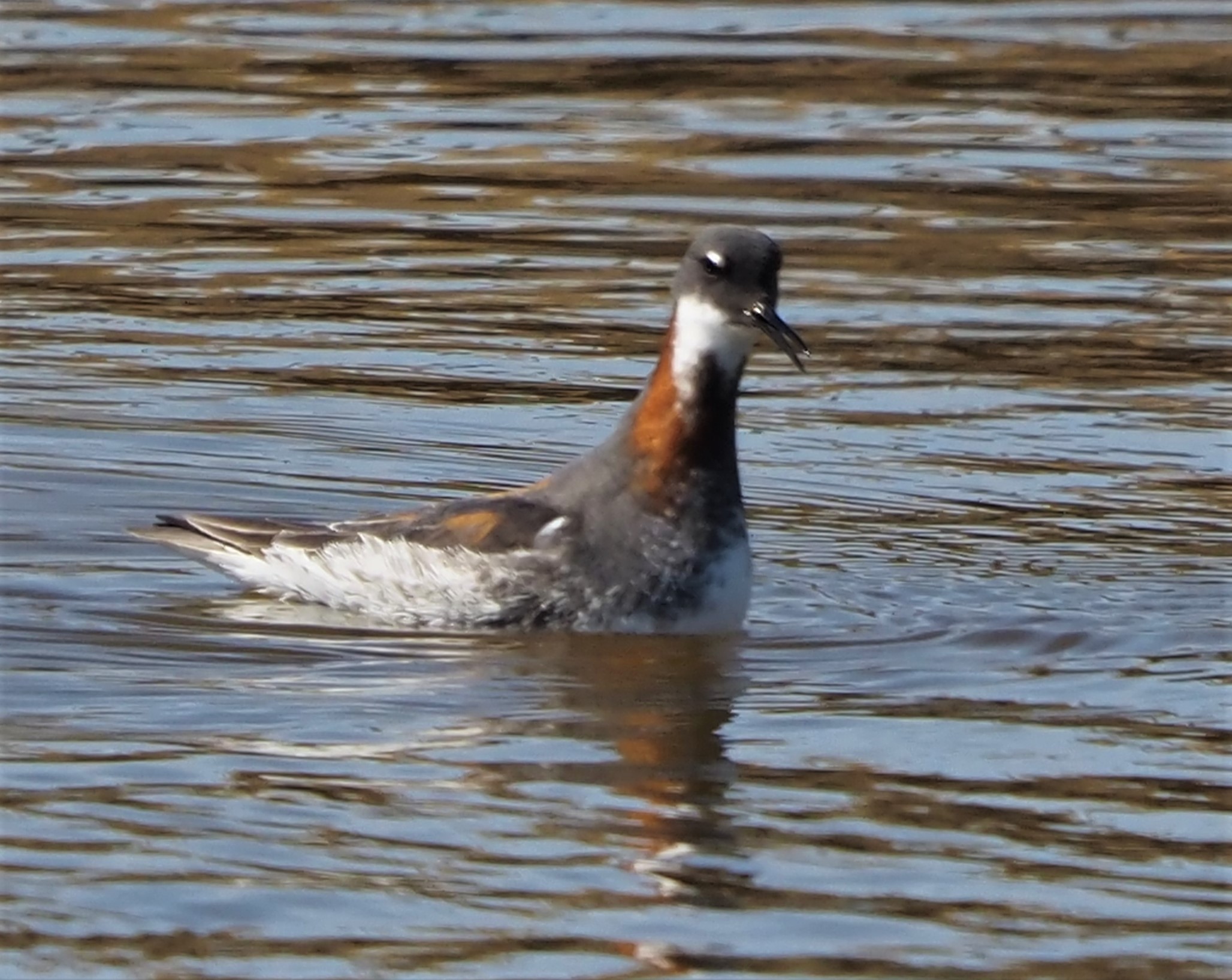 Red Necked Avocet
