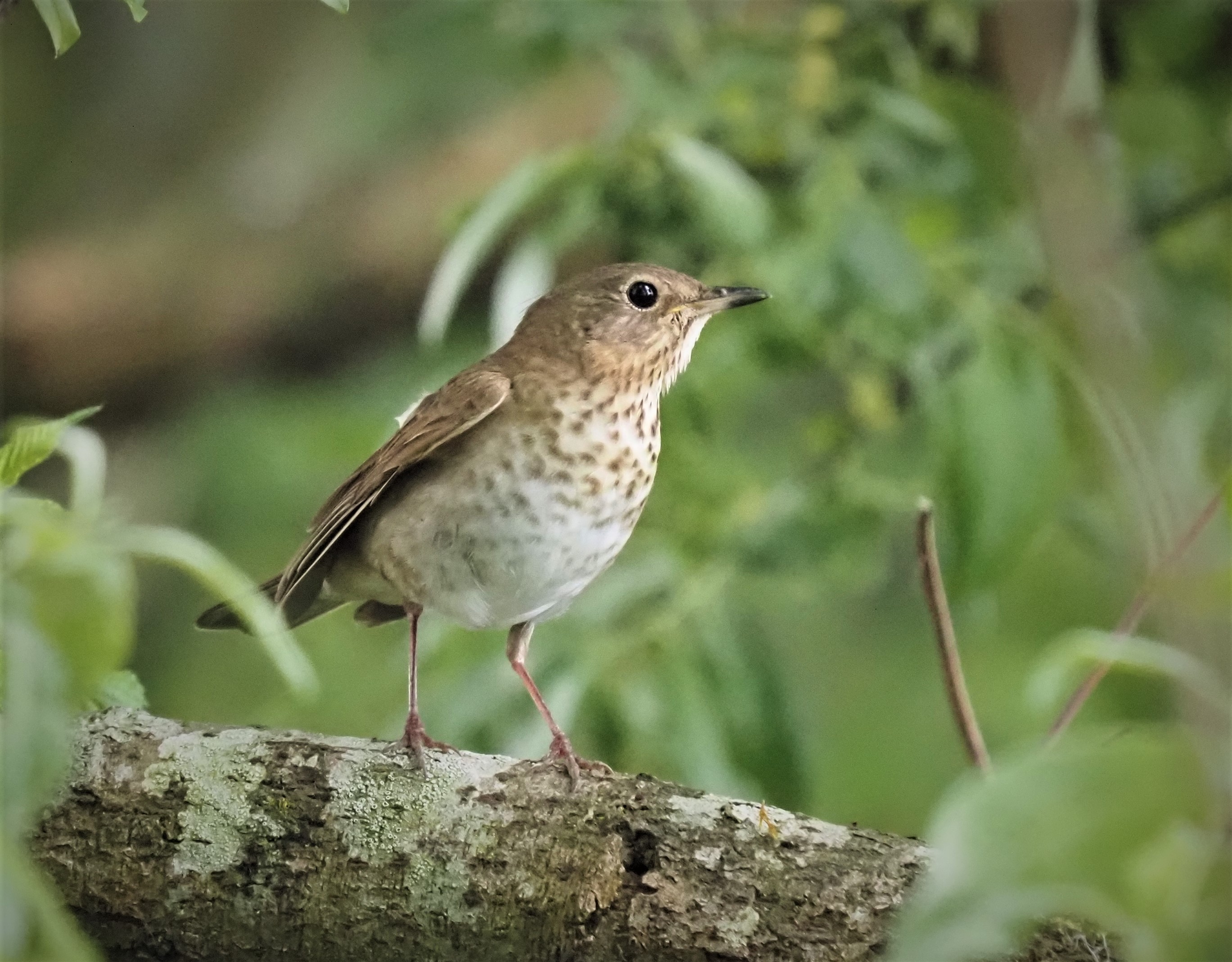 Swainson's Thrush