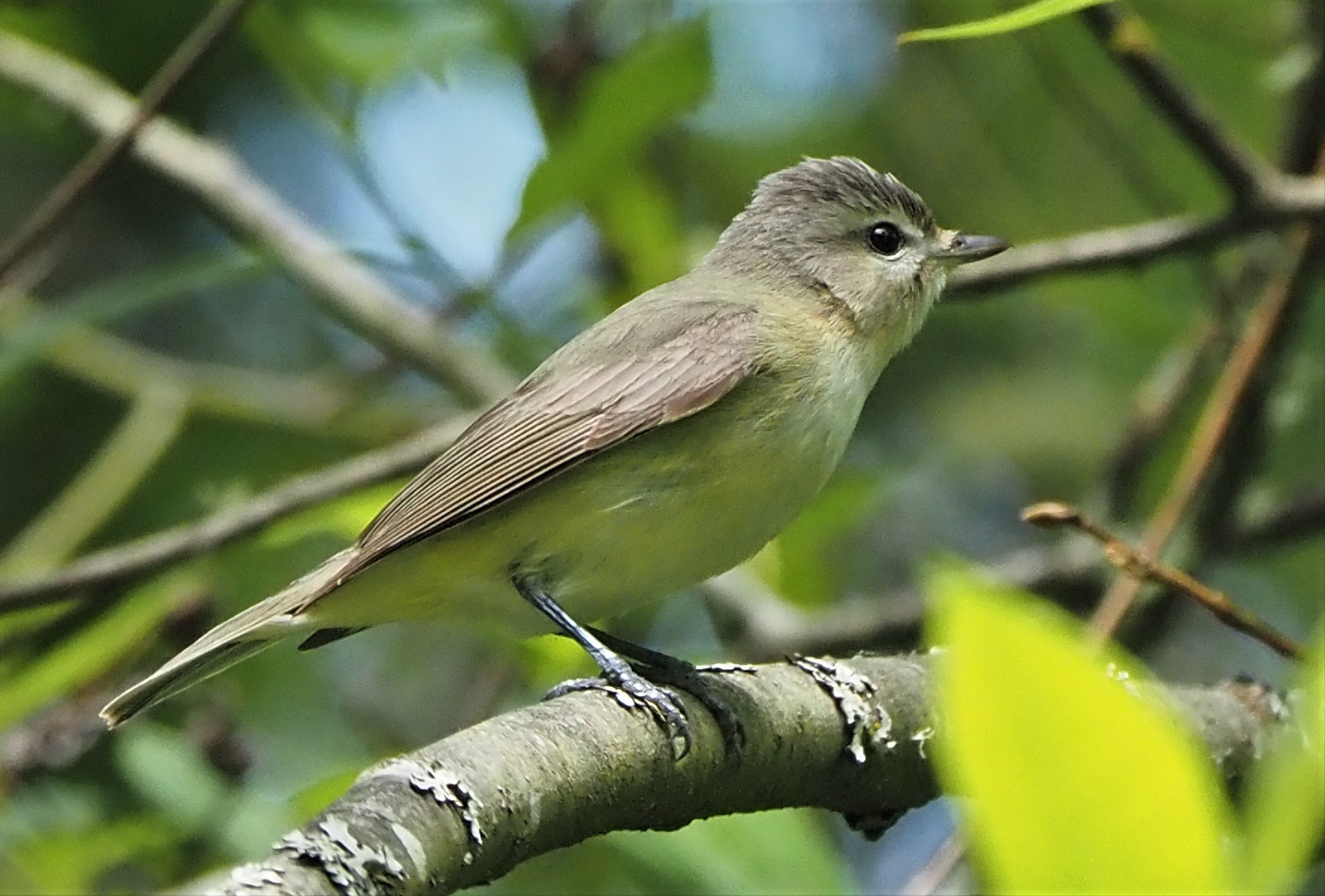Warbling Vireo2