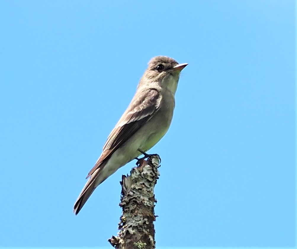 Western Wood Pewee1