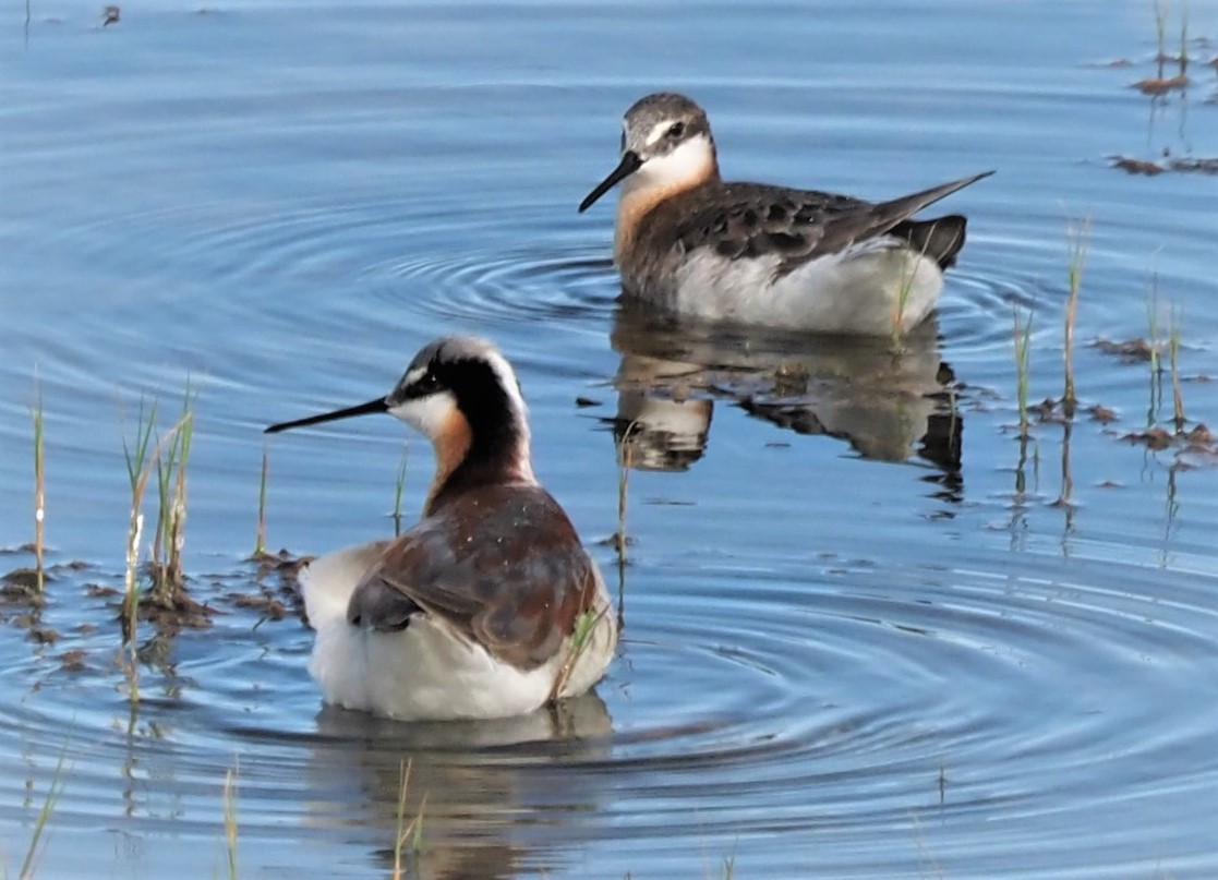 Wilson's Phalaropes Pair (2)