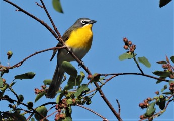Yellow Breasted Chat2