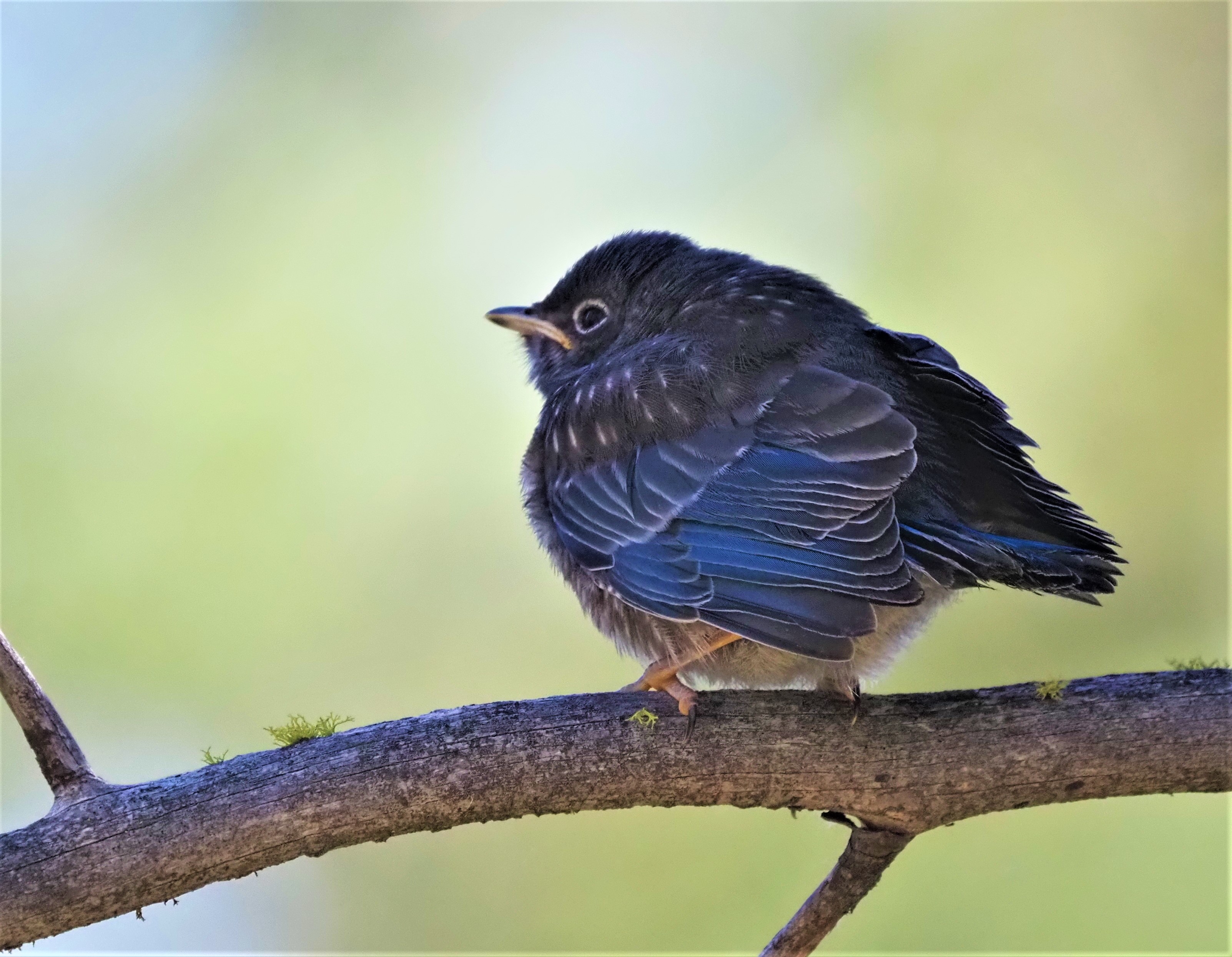 Baby Bluebird