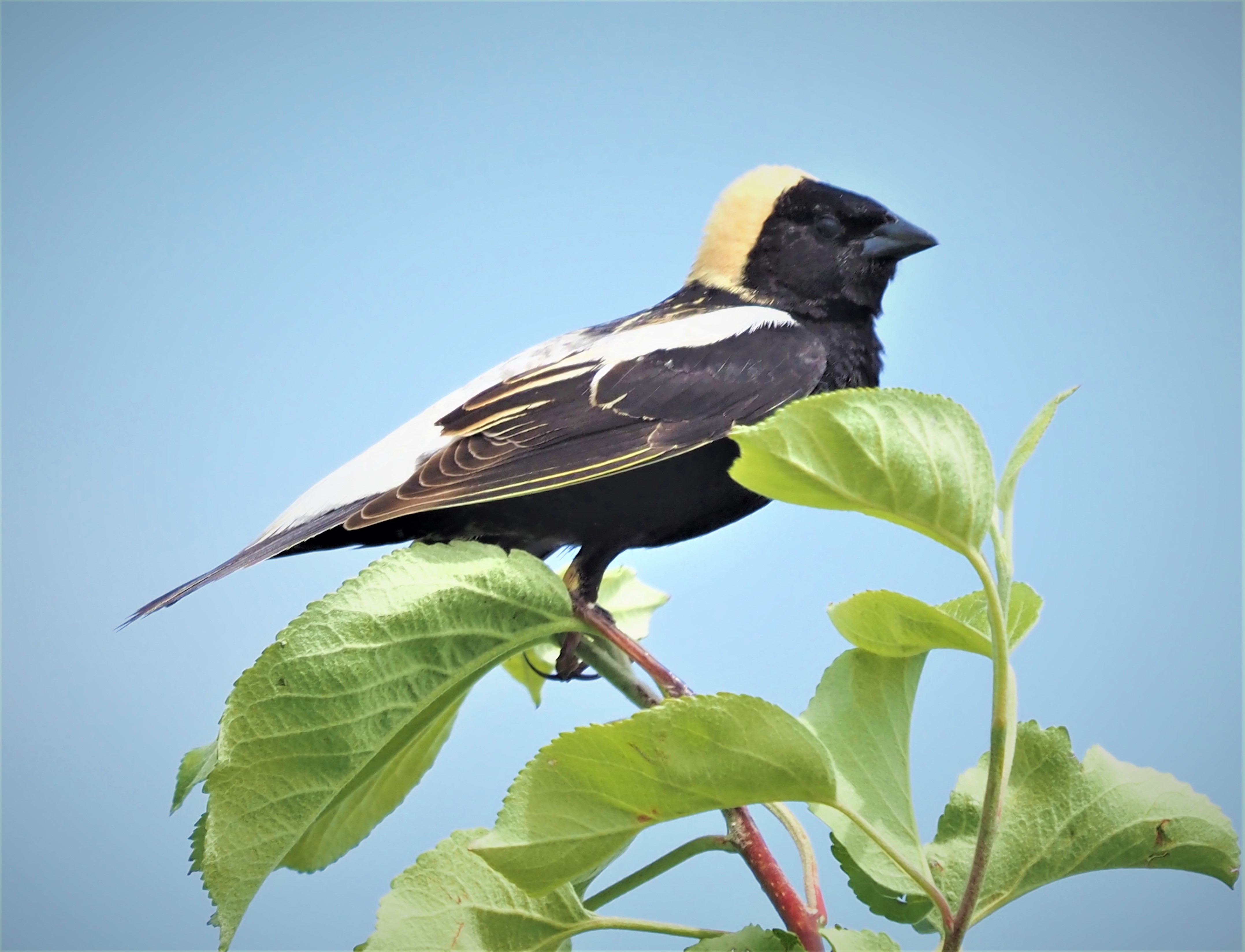 Bobolink1
