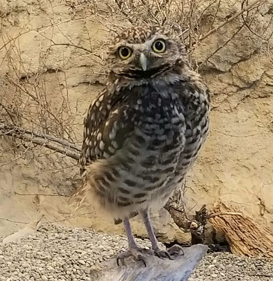 Burrowing Owl Oregon