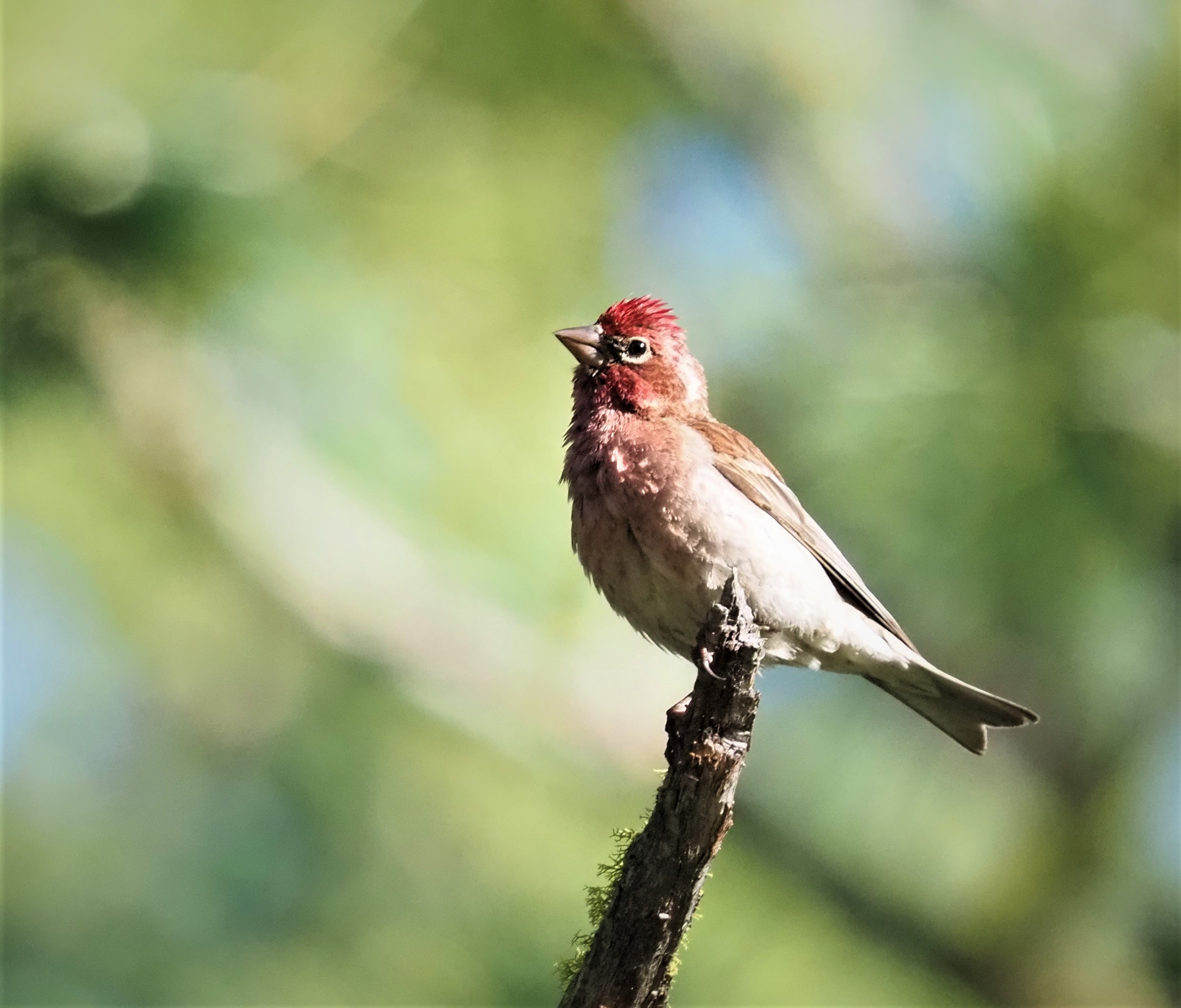 Cassin's Finch